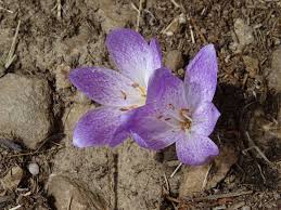 Attēlu rezultāti vaicājumam “Colchicaceae”