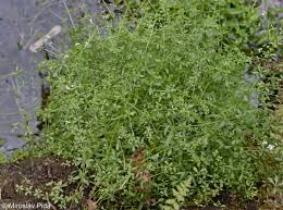 Attēlu rezultāti vaicājumam “Galium palustre”