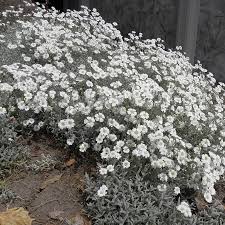 Image result for cerastium tomentosum
