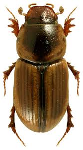 Attēlu rezultāti vaicājumam “Aphodius sp. imago”