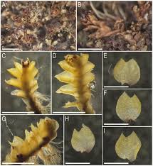 Attēlu rezultāti vaicājumam “Lophozia longidens”