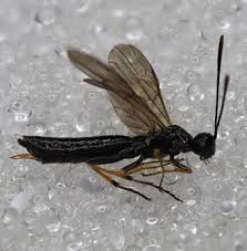 Attēlu rezultāti vaicājumam “Cephalozia bicuspidata sporophyte”