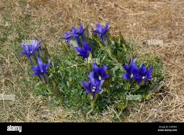 Attēlu rezultāti vaicājumam “Gentiana pneumonanthe flower”