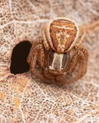 Attēlu rezultāti vaicājumam “Xysticus ulmi adult”