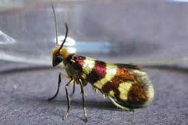 Attēlu rezultāti vaicājumam “Micropterix aureatella”