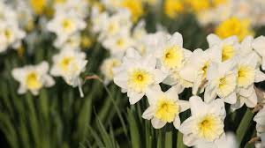 Attēlu rezultāti vaicājumam “Narcissus”