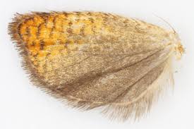 Attēlu rezultāti vaicājumam “Archips podana male”