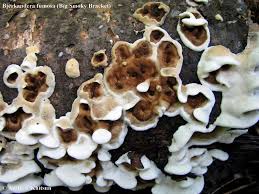 Attēlu rezultāti vaicājumam “Bjerkandera fumosa”