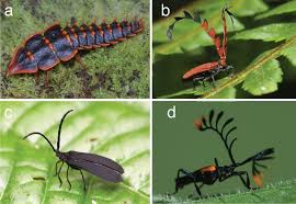 Attēlu rezultāti vaicājumam “Lycidae”