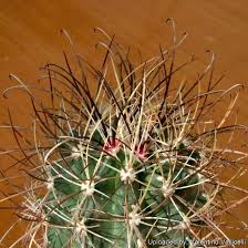 Attēlu rezultāti vaicājumam “Sclerophora farinacea”