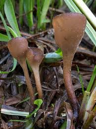 Attēlu rezultāti vaicājumam “Laurilia sulcata”