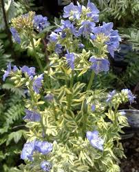 Attēlu rezultāti vaicājumam “Polemonium caeruleum fruit”