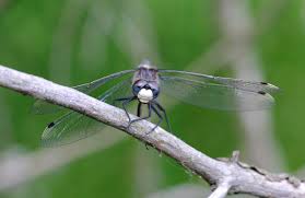 Attēlu rezultāti vaicājumam “Leucorrhinia dubia male”