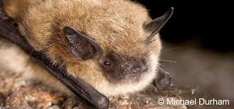 Attēlu rezultāti vaicājumam “Myotis dasycneme”