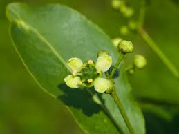 Attēlu rezultāti vaicājumam “Euonymus europaeus bud”