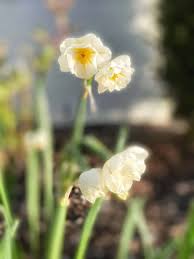 Attēlu rezultāti vaicājumam “Narcissus”