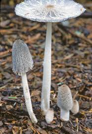 Attēlu rezultāti vaicājumam “Coprinus lagopus”