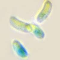 Attēlu rezultāti vaicājumam “Polyporus ciliatus”