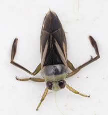 Attēlu rezultāti vaicājumam “Notonecta glauca”