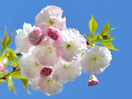 Attēlu rezultāti vaicājumam “Prunus (sakura)”