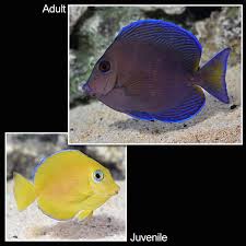 Image result for Acanthurus coeruleus
