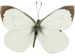 Attēlu rezultāti vaicājumam “Pieris brassicae male”