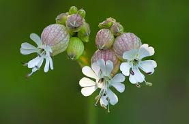 Attēlu rezultāti vaicājumam “Silene vulgaris leaf”