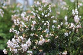 Attēlu rezultāti vaicājumam “Erica x darleyensis flower”