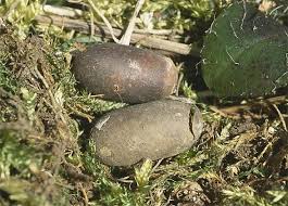 Attēlu rezultāti vaicājumam “Eriogaster lanestris larva”