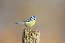 Attēlu rezultāti vaicājumam “Cyanistes caeruleus adult”