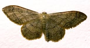 Attēlu rezultāti vaicājumam “Idaea aversata”