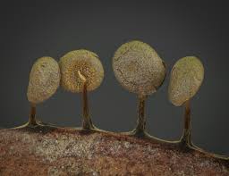 Attēlu rezultāti vaicājumam “Physarum flavicomum”