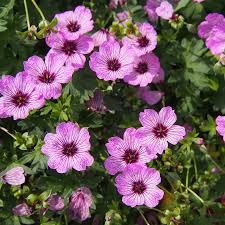 Attēlu rezultāti vaicājumam “Diderma cinereum”