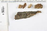 Attēlu rezultāti vaicājumam “Antrodia malicola”