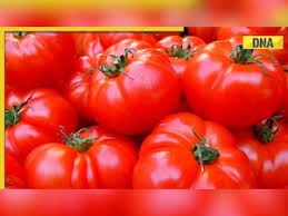 Afbeeldingsresultaat voor millionaire tomato