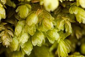 Attēlu rezultāti vaicājumam “Aulacomnium”