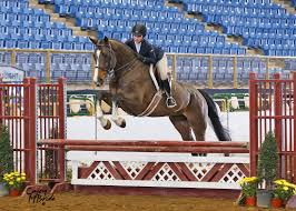 Image result for Fisher Equestrian
