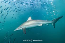 Image result for Carcharhinus brevipinna