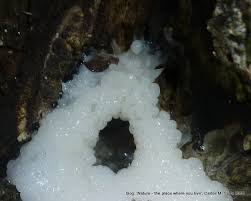 Attēlu rezultāti vaicājumam “Stemonitidaceae”