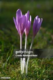 Attēlu rezultāti vaicājumam “Colchicaceae”