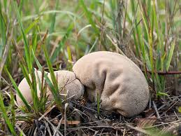 Attēlu rezultāti vaicājumam “Calvatia excipuliformis”