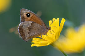 Attēlu rezultāti vaicājumam “Maniola jurtina male”