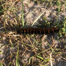 Attēlu rezultāti vaicājumam “Macrothylacia rubi larva”