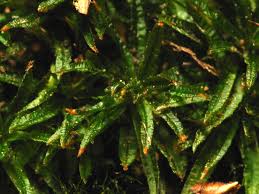 Attēlu rezultāti vaicājumam “Atrichum undulatum”