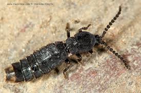 Attēlu rezultāti vaicājumam “Phosphaenus hemipterus”