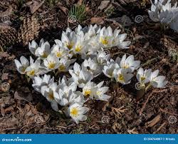 Attēlu rezultāti vaicājumam “Colchicum szovitsii subsp. szovitsii flower”