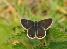 Attēlu rezultāti vaicājumam “Aricia artaxerxes  male”