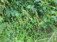 Attēlu rezultāti vaicājumam “Cinna latifolia leaf”