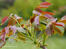 Attēlu rezultāti vaicājumam “Juglans regia leaf”