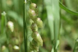 Attēlu rezultāti vaicājumam “Briza media fruit”